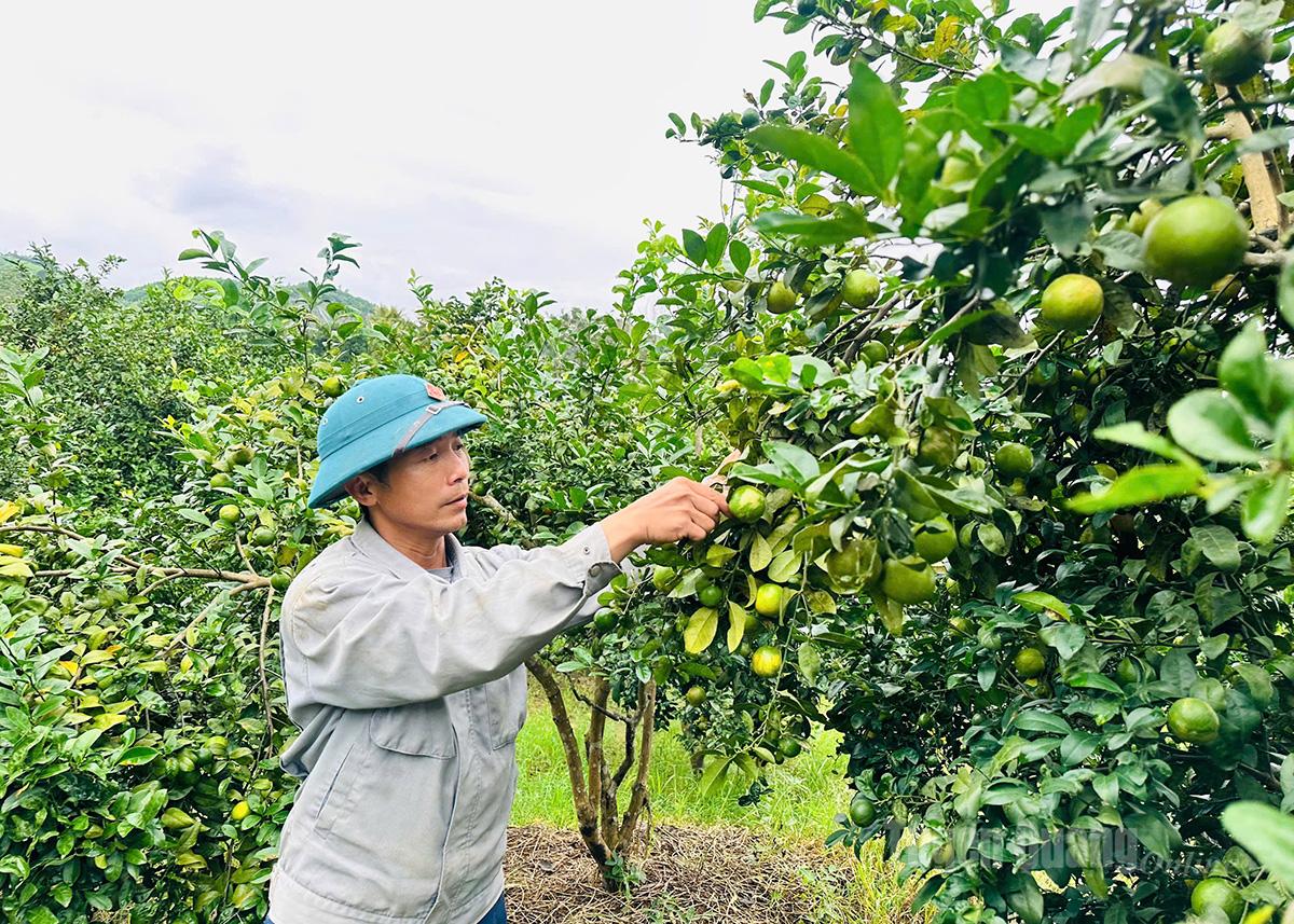 Anh Đặng Tiến Hải, Chi hội trưởng Hội Nông dân tổ dân phố Kim Phú 21, phường Minh Xuân bên vườn chanh lúc lỉu quả.