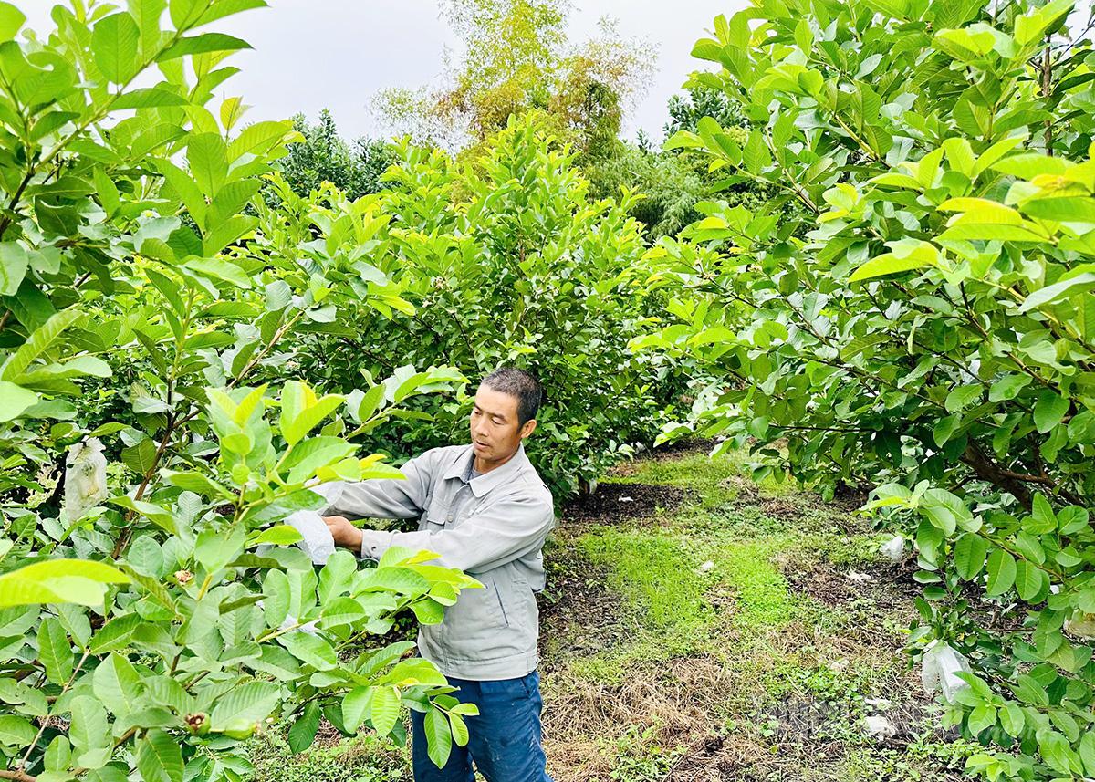 Để ổi được giá, anh Đặng Tiến Hải lựa chọn trồng, chăm sóc ổi trái vụ.