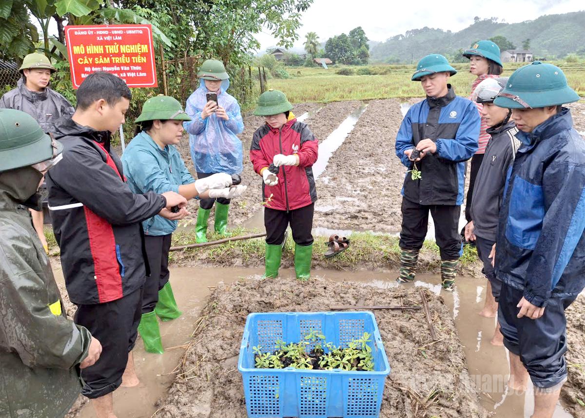 Cán bộ xã Việt Lâm hướng dẫn người dân kỹ thuật trồng, chăm sóc cây sâm Triều Tiên.