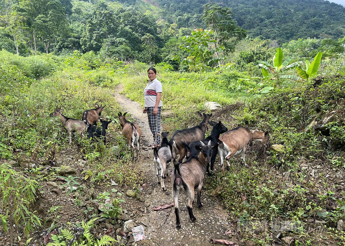 Nuôi dê thương phẩm giúp gia đình chị Phàn Thị Tuyết, khu tái định cư Đồng Tâm, thôn Yên Lập, xã Yên Thành có thu nhập ổn định.
