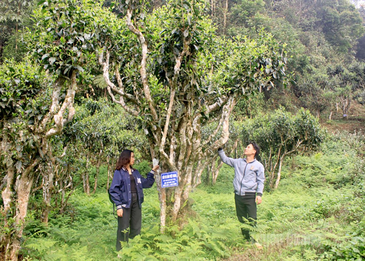 Chè Shan tuyết cổ thụ xã tại xã Cao Bồ.