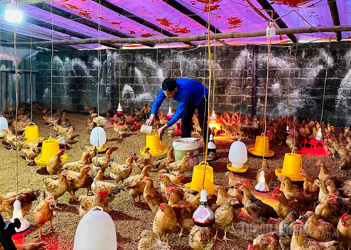 Mô hình nuôi gà vàng và gà đen của anh Đinh Xuân Nam, xã Vị Xuyên mang lại thu nhập trên 200 triệu đồng/năm.