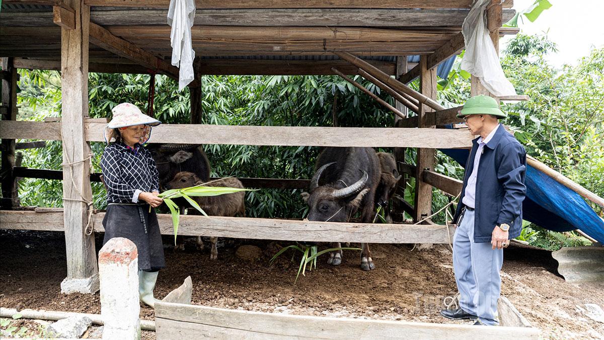 People of Lao Chai Commune receive support with breeding buffaloes to develop their economy and stabilize their livelihoods.