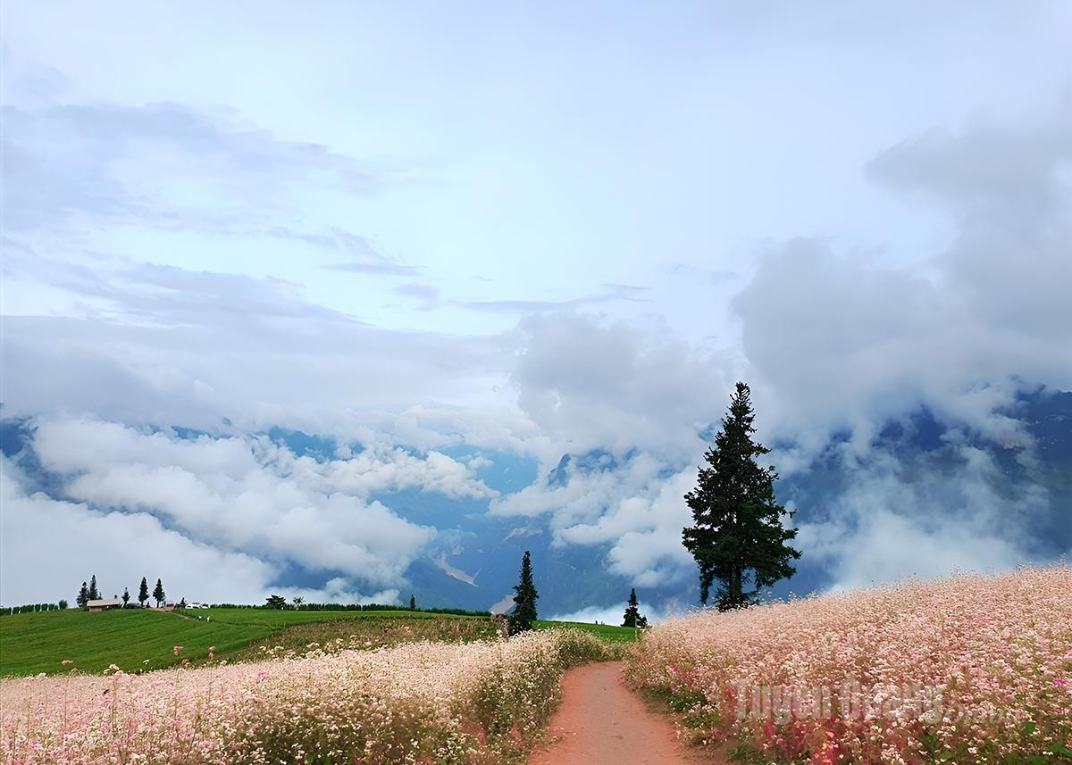 Suoi Thau Prairie, Pa Vay Su Commune, looks like a painting with clouds floating gracefully.