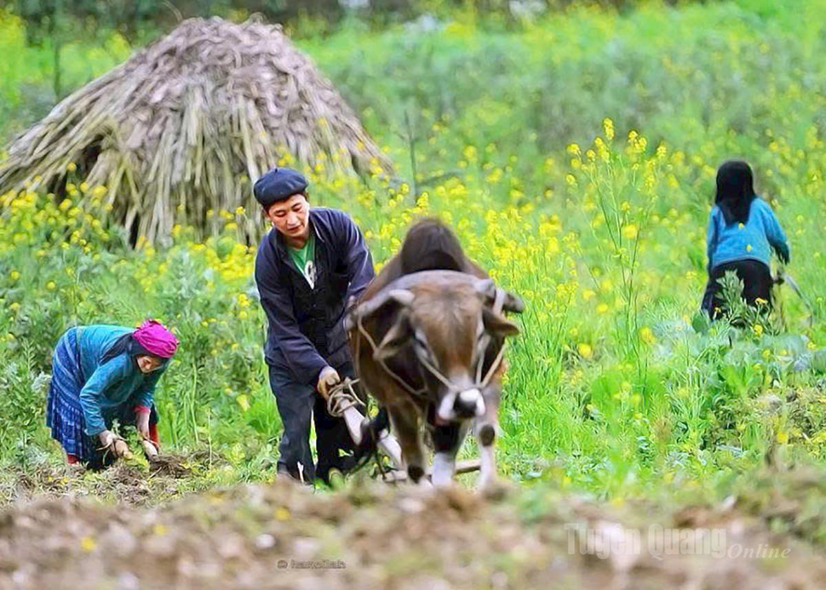 Tri thức 
canh tác hốc đá của cư dân 
Cao nguyên đá
là Di sản văn hóa phi vật thể 
cấp Quốc gia.