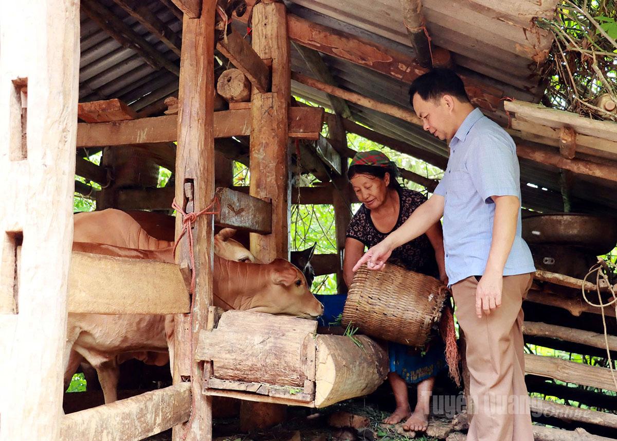 Local authorities in Niem Son commune guide people on measures to protect livestock from the cold.
