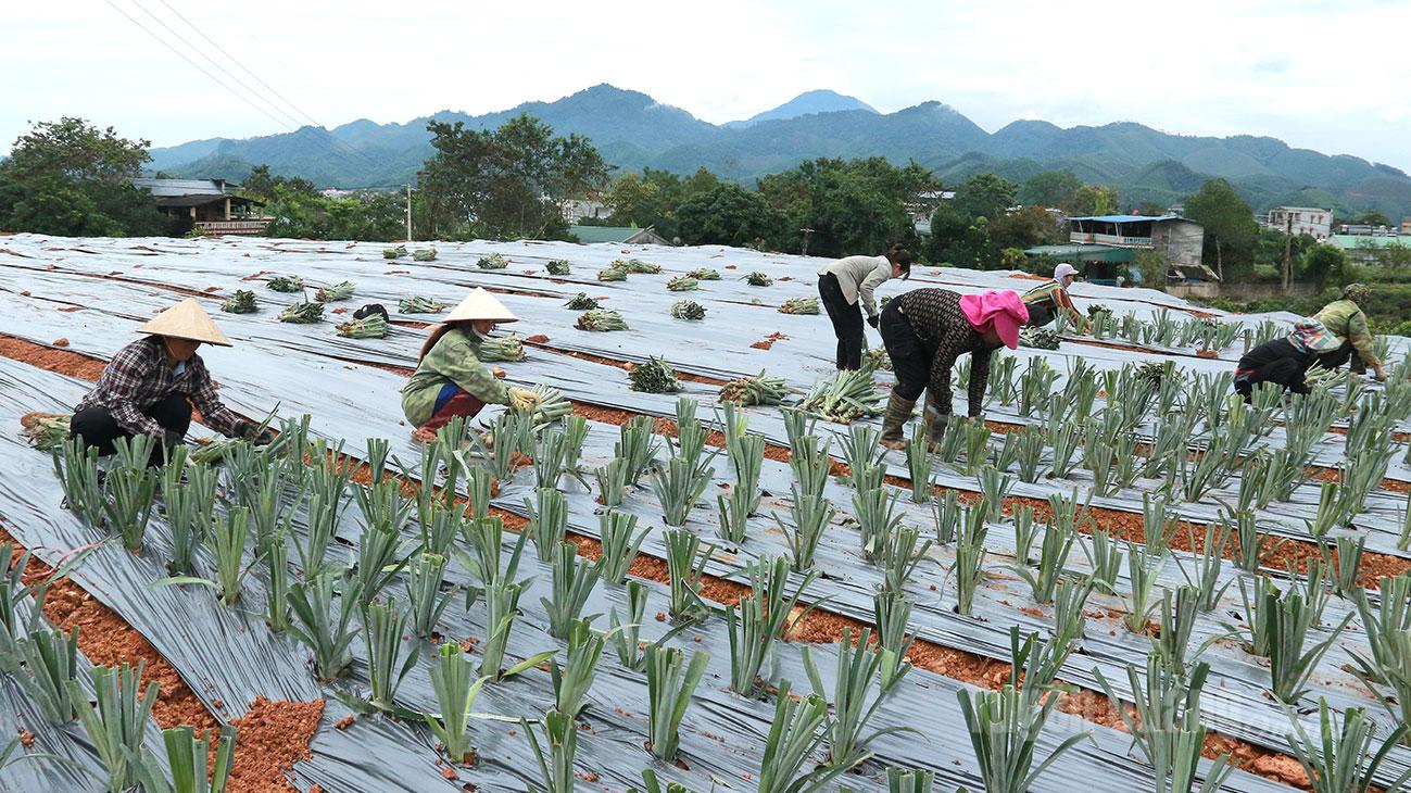 Hợp tác xã Tân Thịnh Farm mở rộng quy mô sản xuất sang
trồng dứa