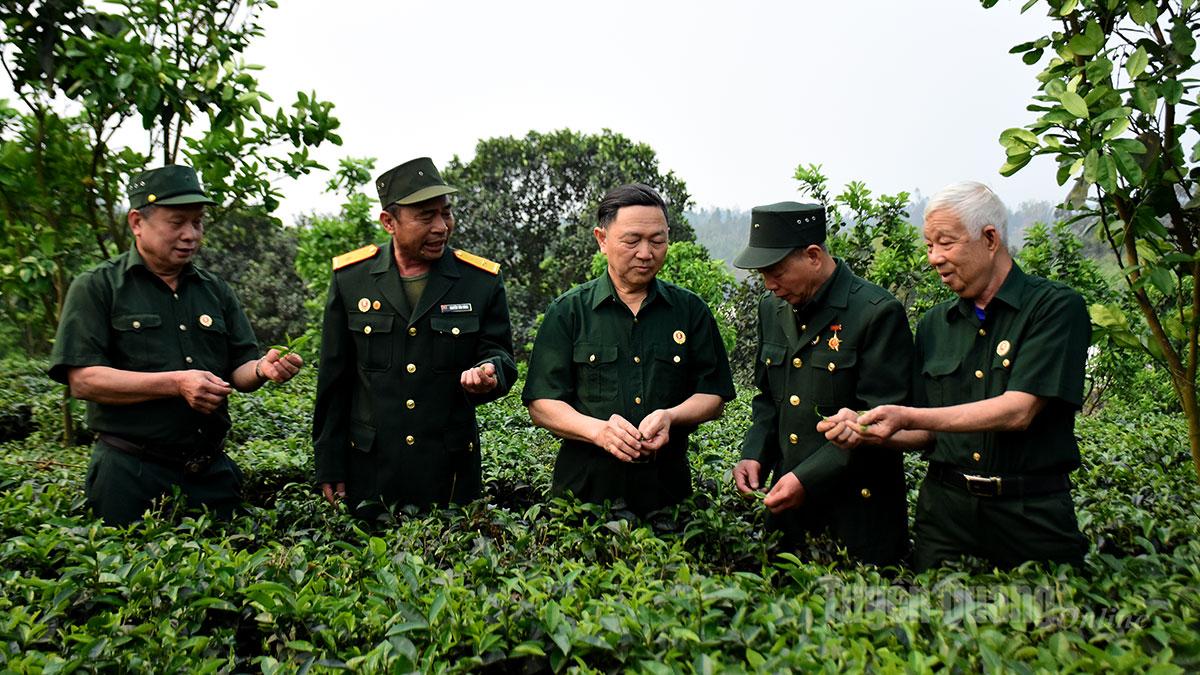 Cựu chiến binh xã Sơn Thủy thăm mô hình trồng chè của hội viên trong xã.