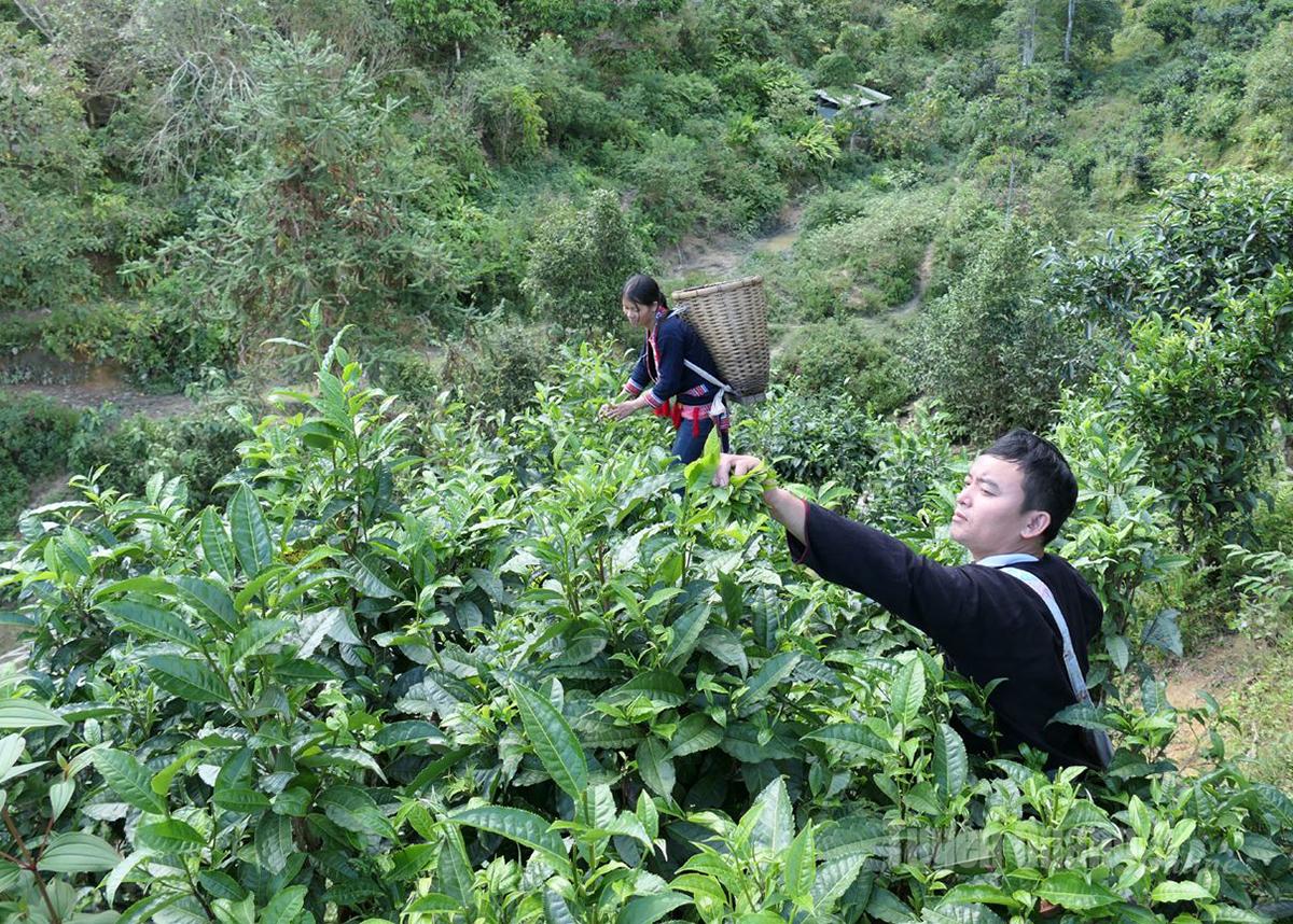 People in Thong Nguyen Commune harvest Shan Tuyet tea to supply to Phin Ho Cooperative.