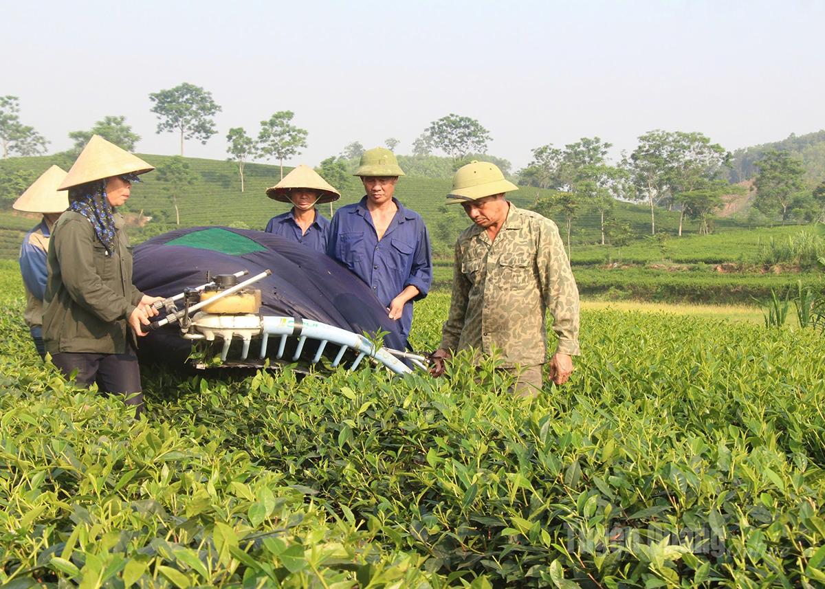 Nông dân xã Nhữ Khê có thu nhập ổn định nhờ phát triển trồng cây chè.