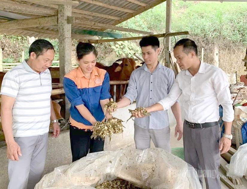 Nông dân xã Yên Sơn ủ rác hữu cơ thành phân bón.
