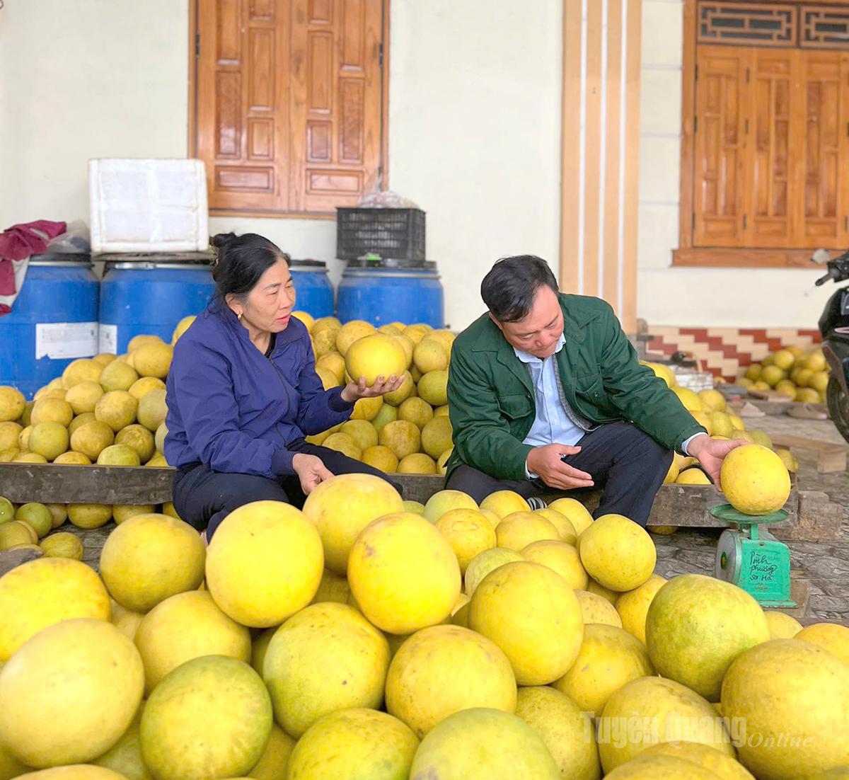 Những trái bưởi xuất khẩu phải đáp ứng nhiều tiêu chuẩn khắt khe về kích cỡ, màu sắc.