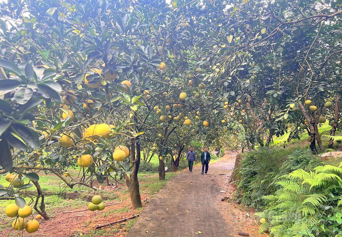 Vườn bưởi của gia đình ông Lý Phúc Hưng, thôn Soi Hà (bên trái ảnh)