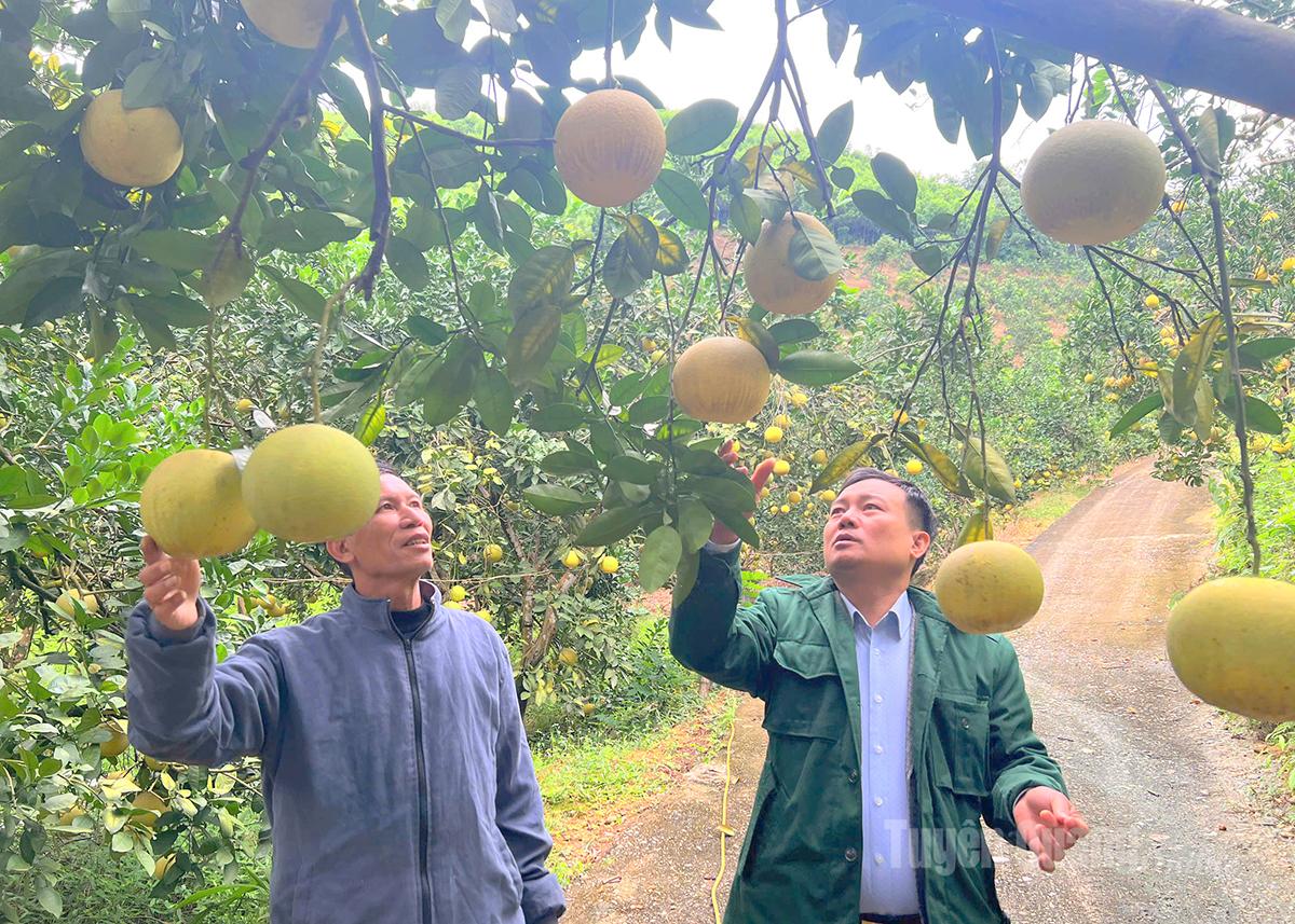 Bưởi đường là sản phẩm xuất khẩu chủ lực của Soi Hà sang Châu Âu.