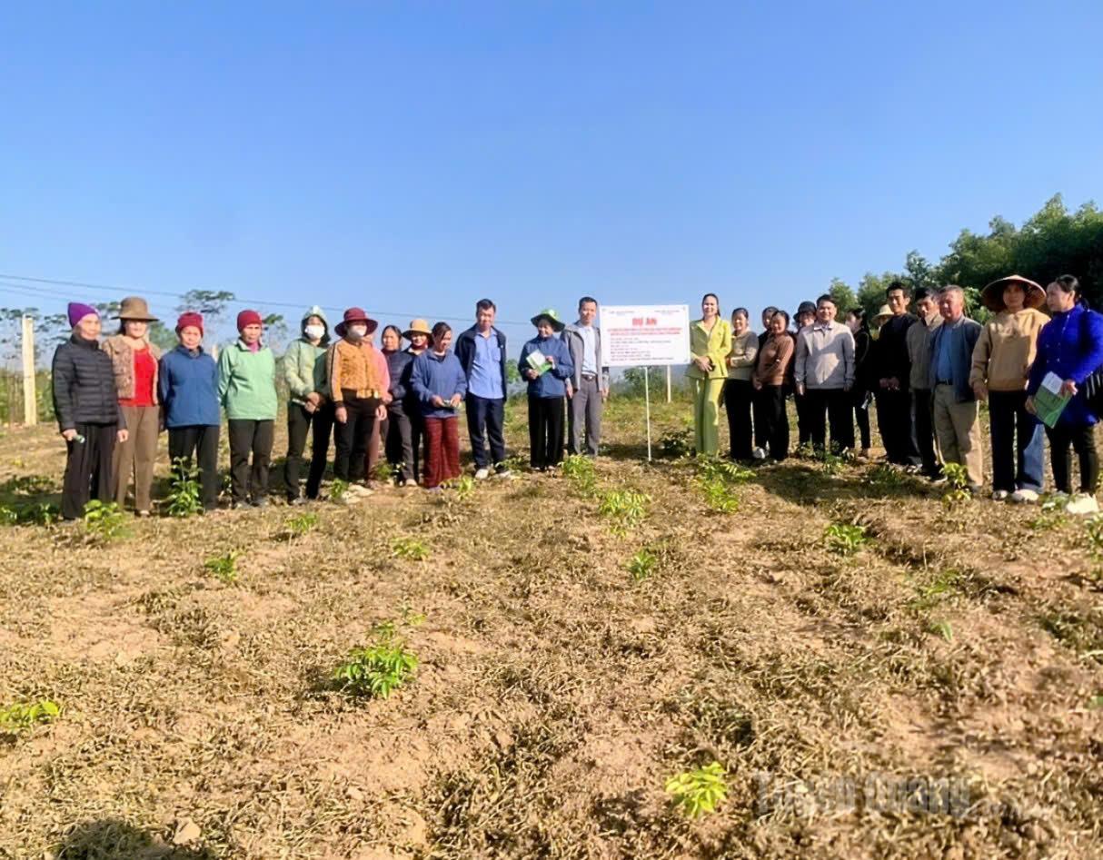 Các đại biểu tham quan mô hình trồng cây Cát sâm tại xã Nhữ Khê.