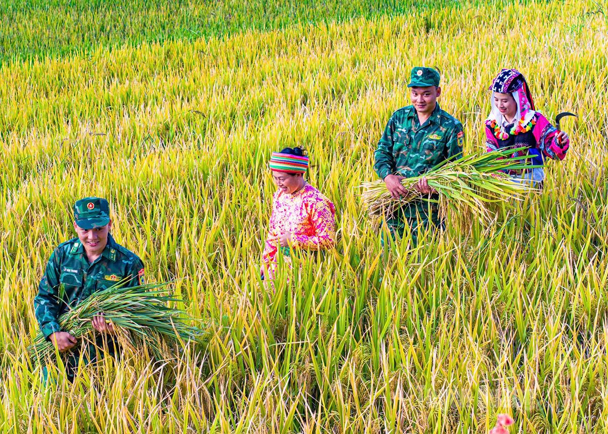 Cán bộ, 
chiến sỹ
Đồn Biên phòng Lũng Cú giúp dân thu hoạch lúa.