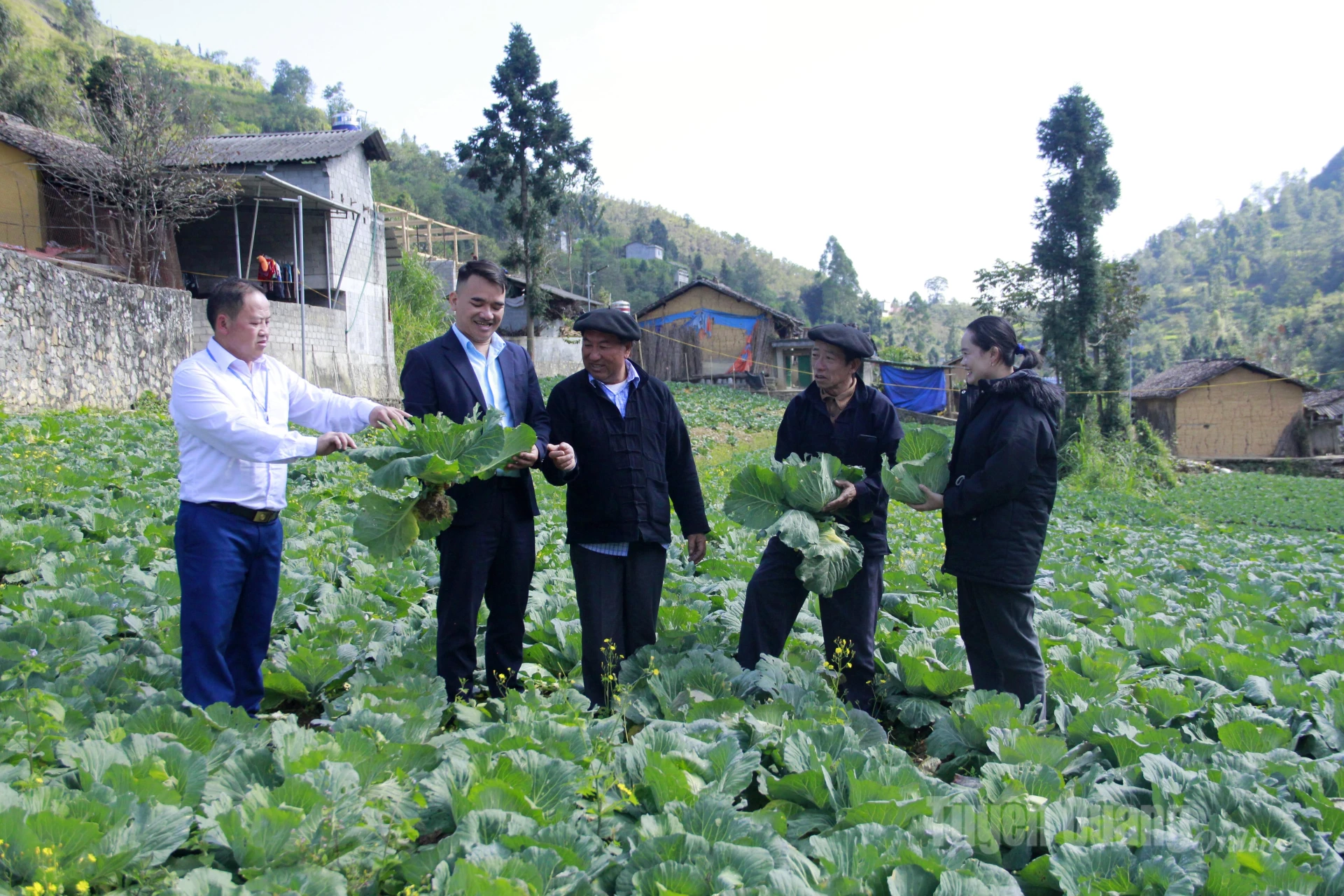 Người Mông ở Séo Lủng B, xã Sà Phìn trồng bắp cải luân canh cho thu nhập cao