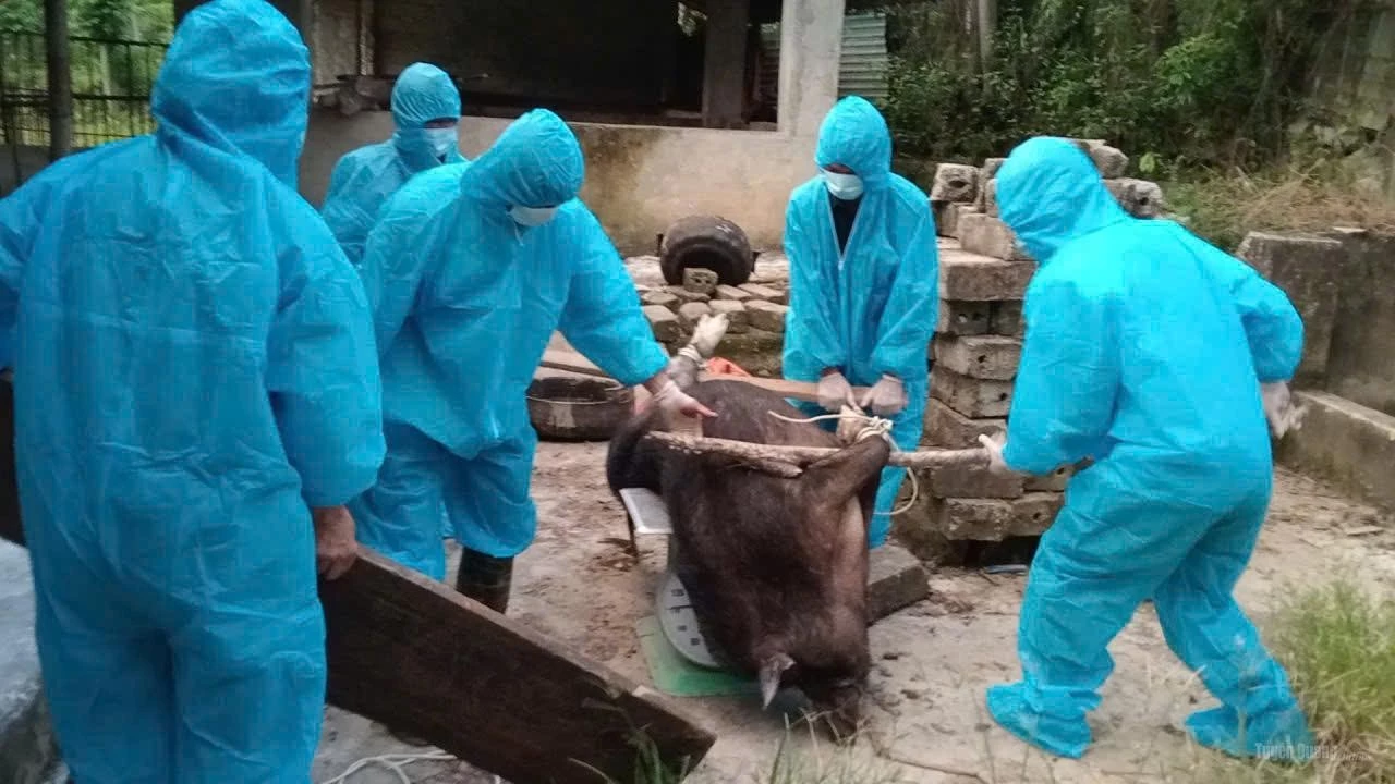 Nhiều hộ chăn nuôi ở Tuyên Quang trắng tay vì dịch tả lợn châu Phi lan rộng.