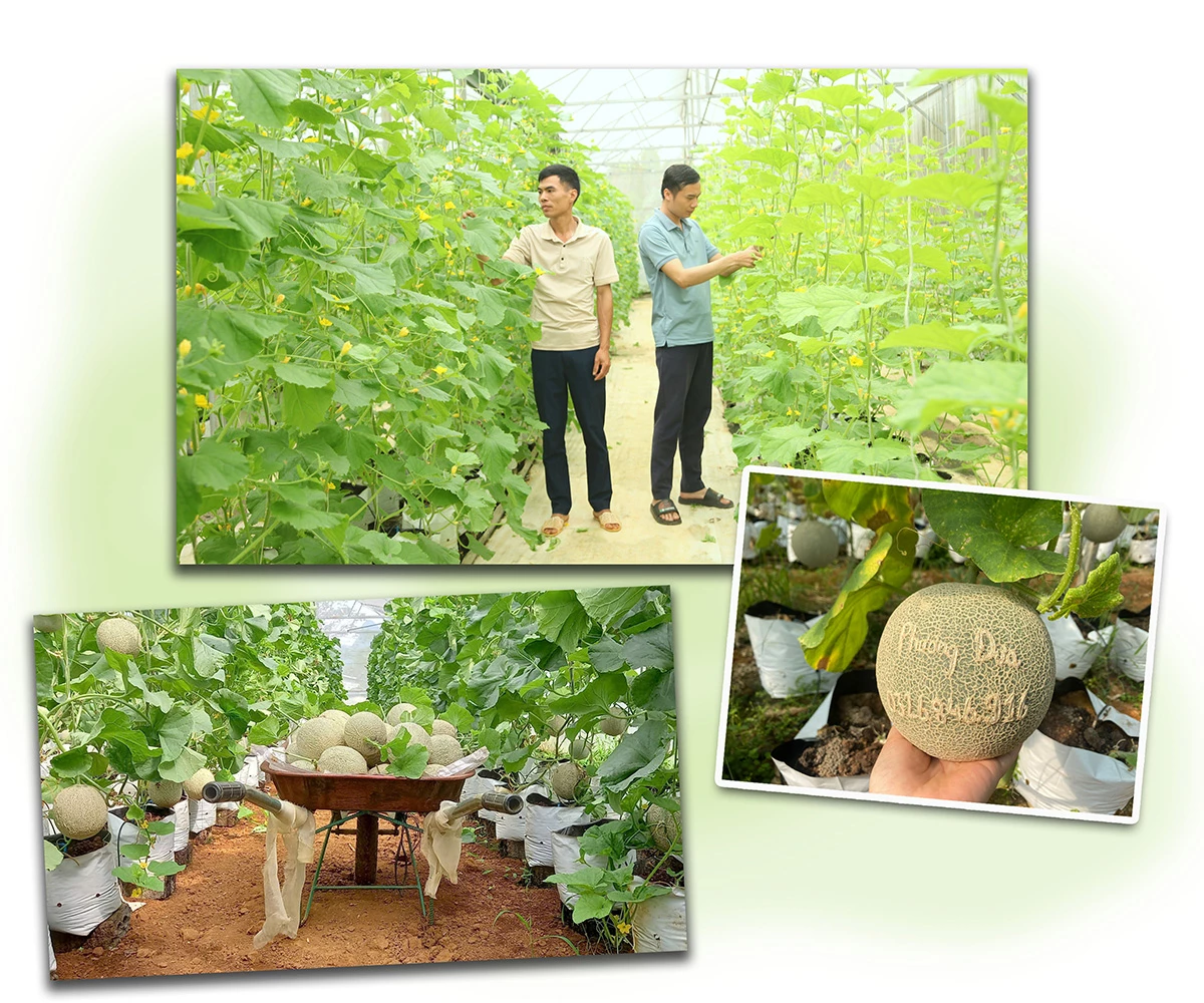 Khu nhà lưới của HTX Nông nghiệp Tiên Phong là mô hình nông nghiệp thông minh, sử dụng công nghệ tiên tiến.