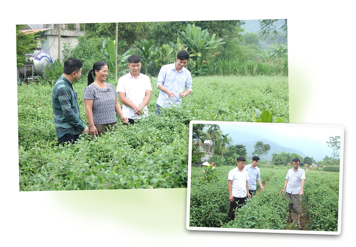 Anh Bùi Văn Hoàng hướng dẫn bà con chăm sóc cây cà gai leo.