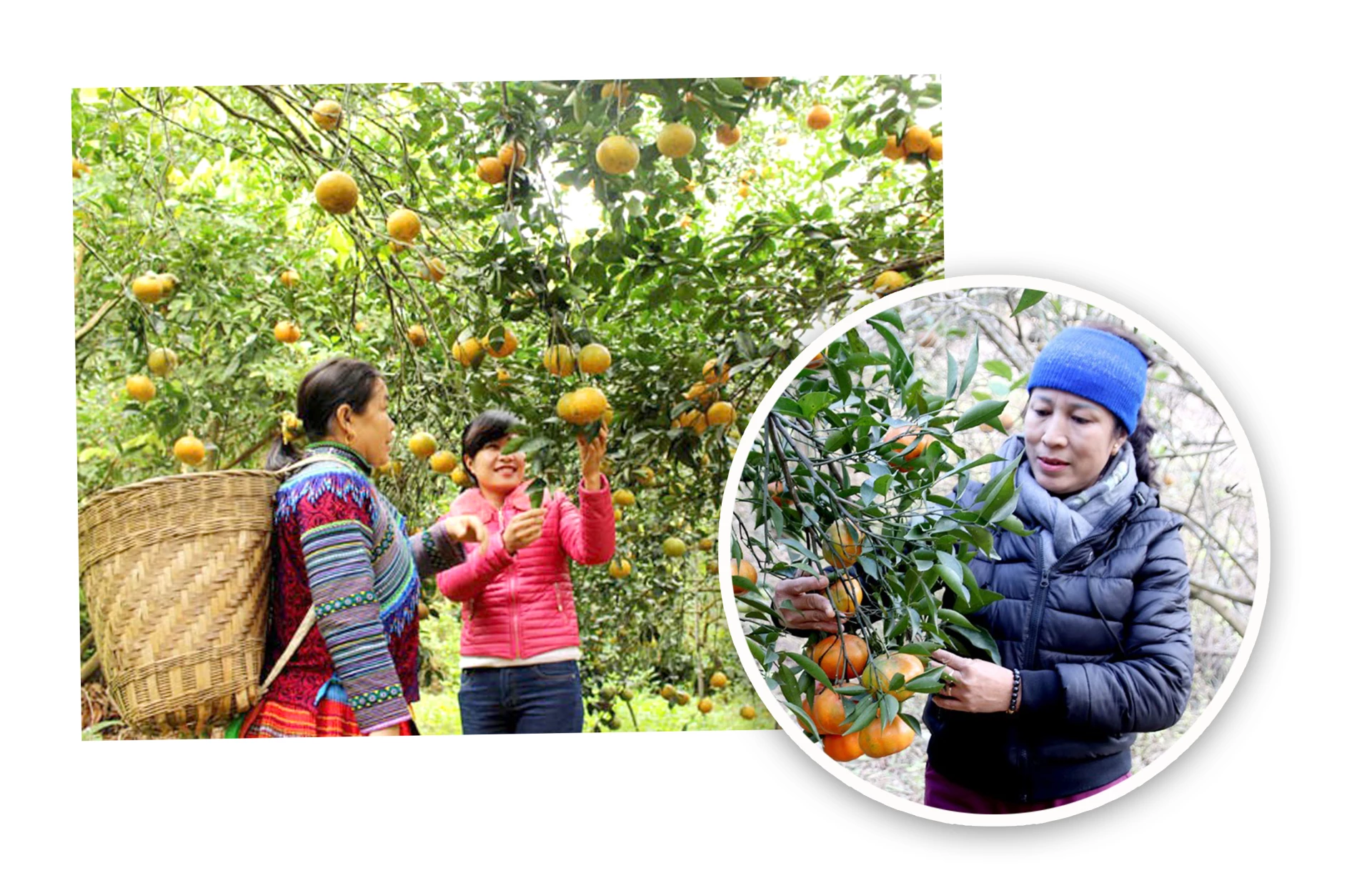 Cam, quýt Tuyên Quang “hồi sinh” nhờ ứng khoa học công nghệ.