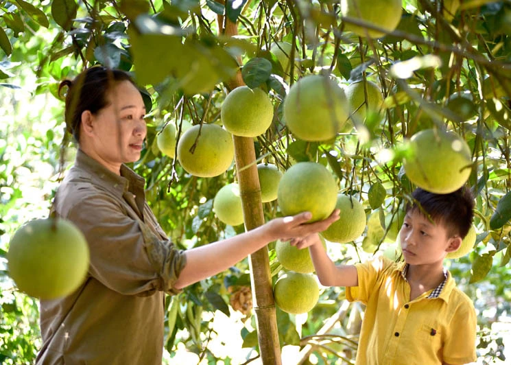 Xuan Van grapefruit.