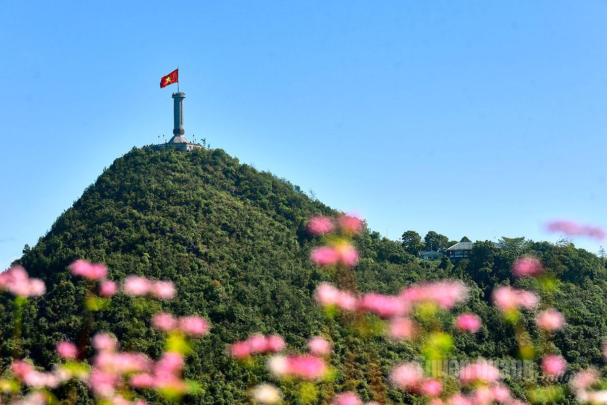 Buckwheat flowers bloom at the foot of Lung Cu Flag Tower.