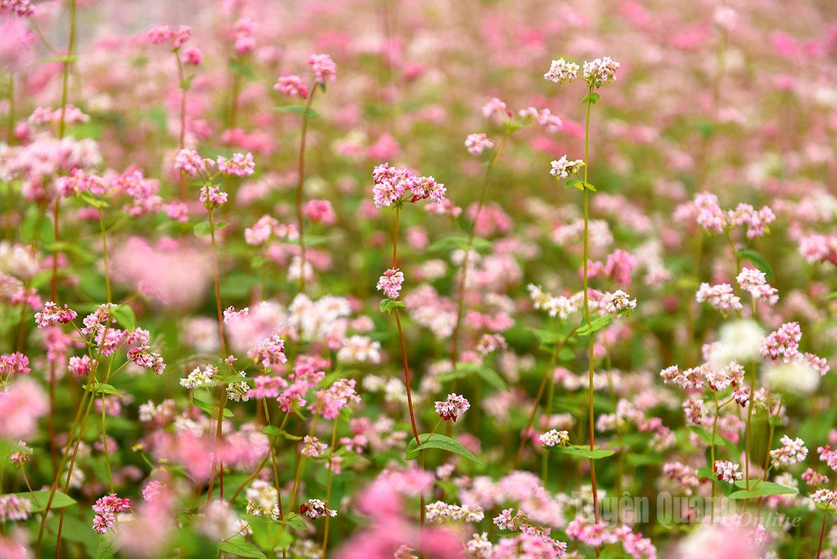 Their fragile yet proud petals unfold amid the early winter chill.