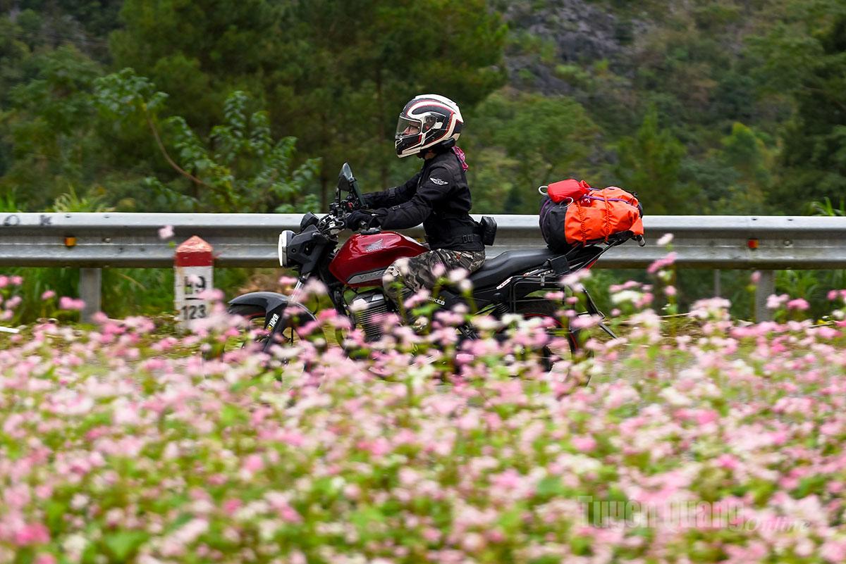 The winding stone paths seem gentler and more poetic thanks to the blossoms.