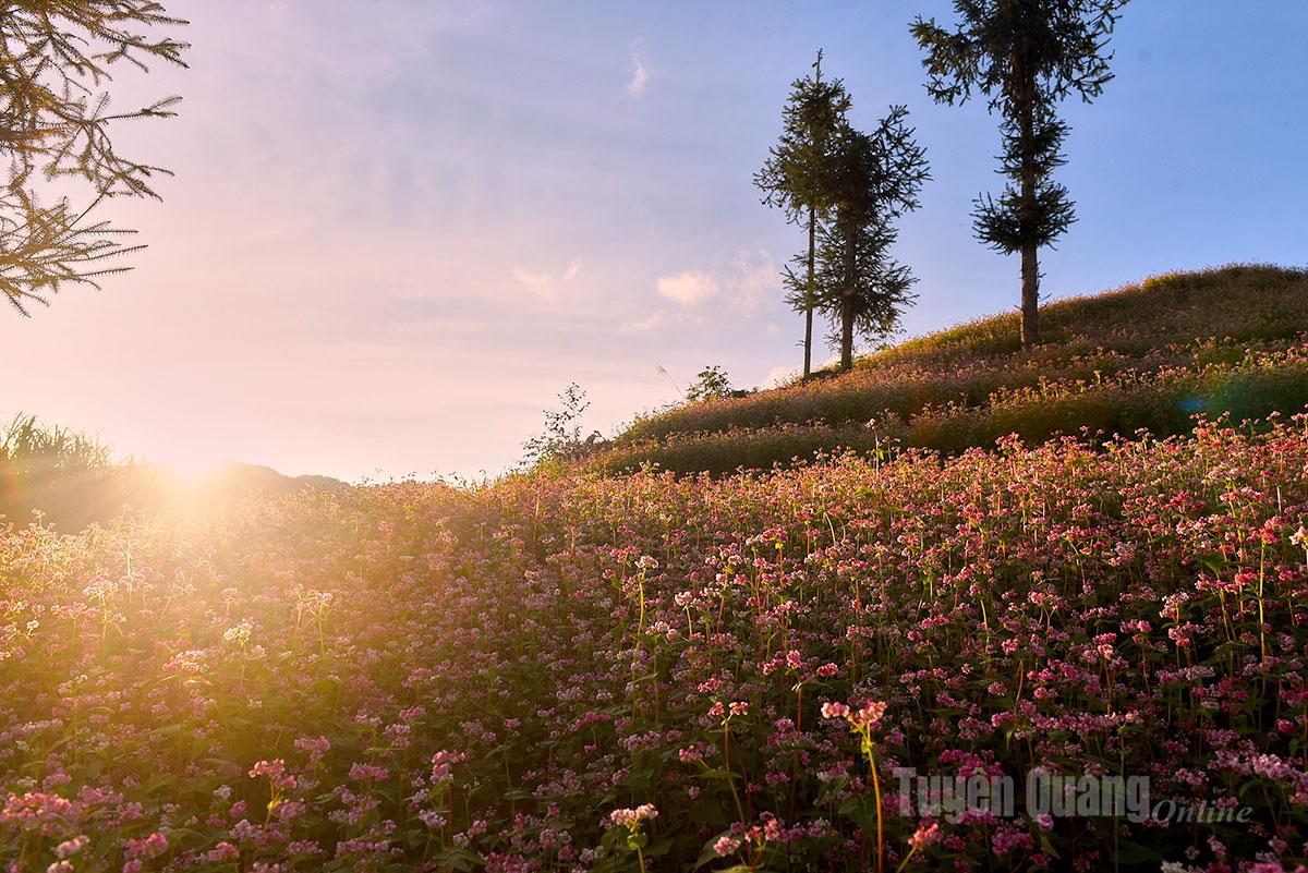 During this season, every road across the karst plateau is lined with blooming flowers. Sunset over the flower valleys bathes the highland sky in shades of pink.