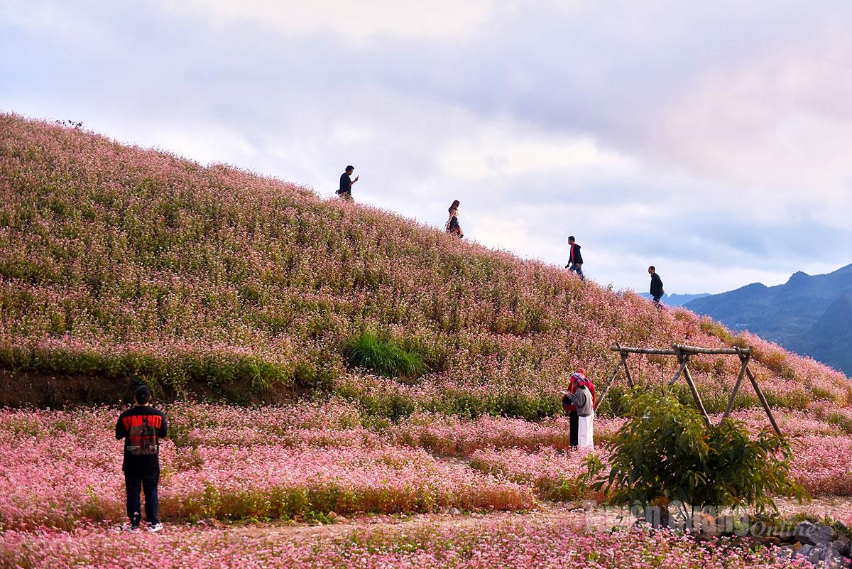 Many visitors linger on the flower hills to capture the moment of the “Land of Blooming Rocks.”