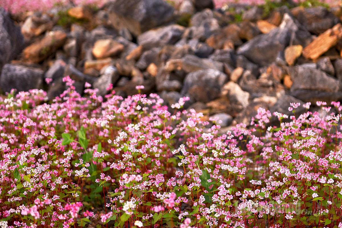 “Land of Blooming Rocks” carries a message of enduring vitality and the unyielding beauty that rises from the harsh grey stone.