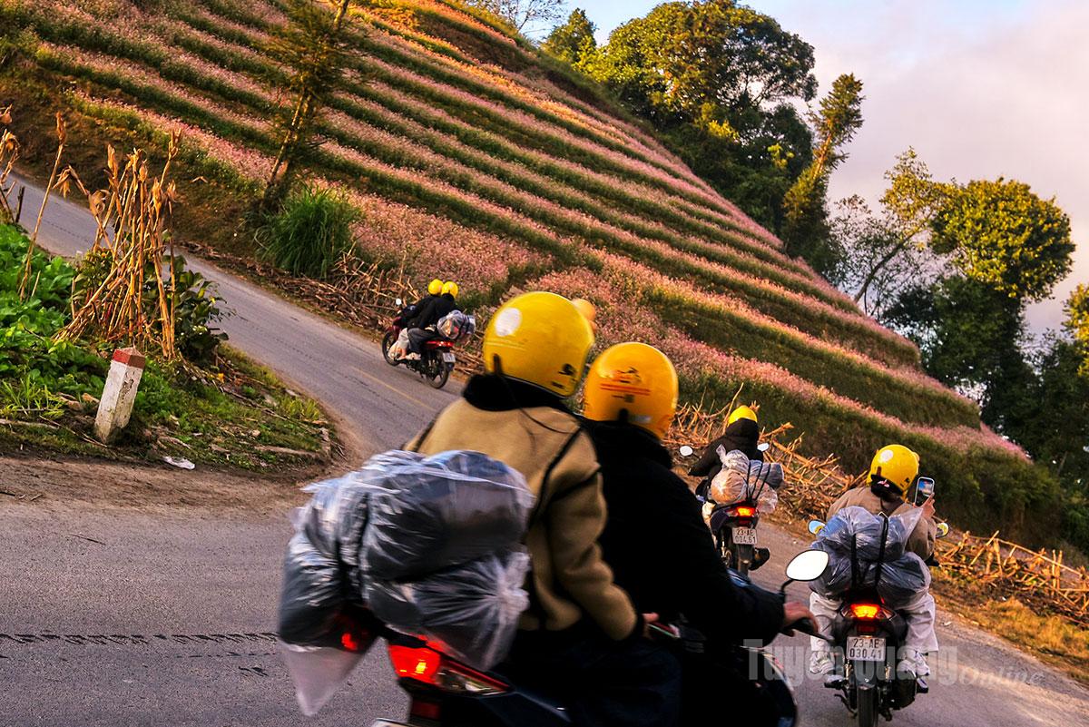 Motorbikes ride in a line up the slopes along the buckwheat routes under the twilight sky.