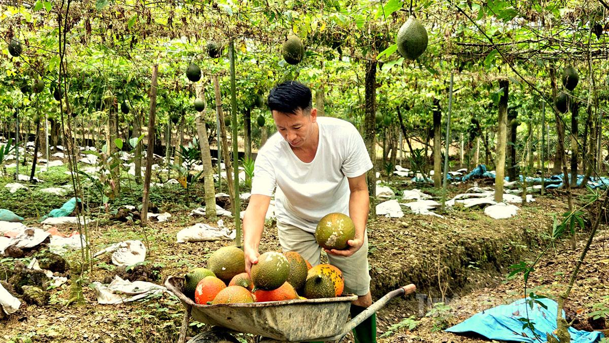 Doan Van Chung is the pioneer who turned gac into a major local crop. Starting with the family’s initial 5 hectares, he founded the Chung Tin Cooperative in 2020, linking with hundreds of households to expand gac cultivation across various areas of the province.