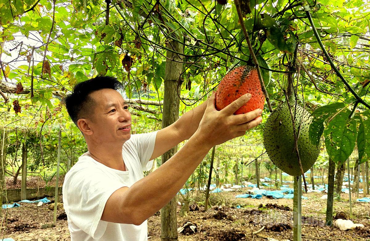 Chung said that the gac harvest season begins in October each year and lasts until the end of the first lunar month.