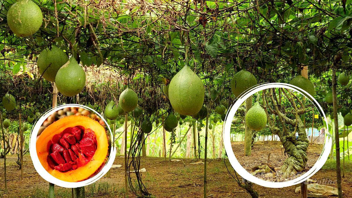 The cooperative cultivates a hybrid gac variety that produces large, oil-rich fruit. As a perennial plant, gac requires no annual replanting, and many vines in the gardens are over 10 years old.