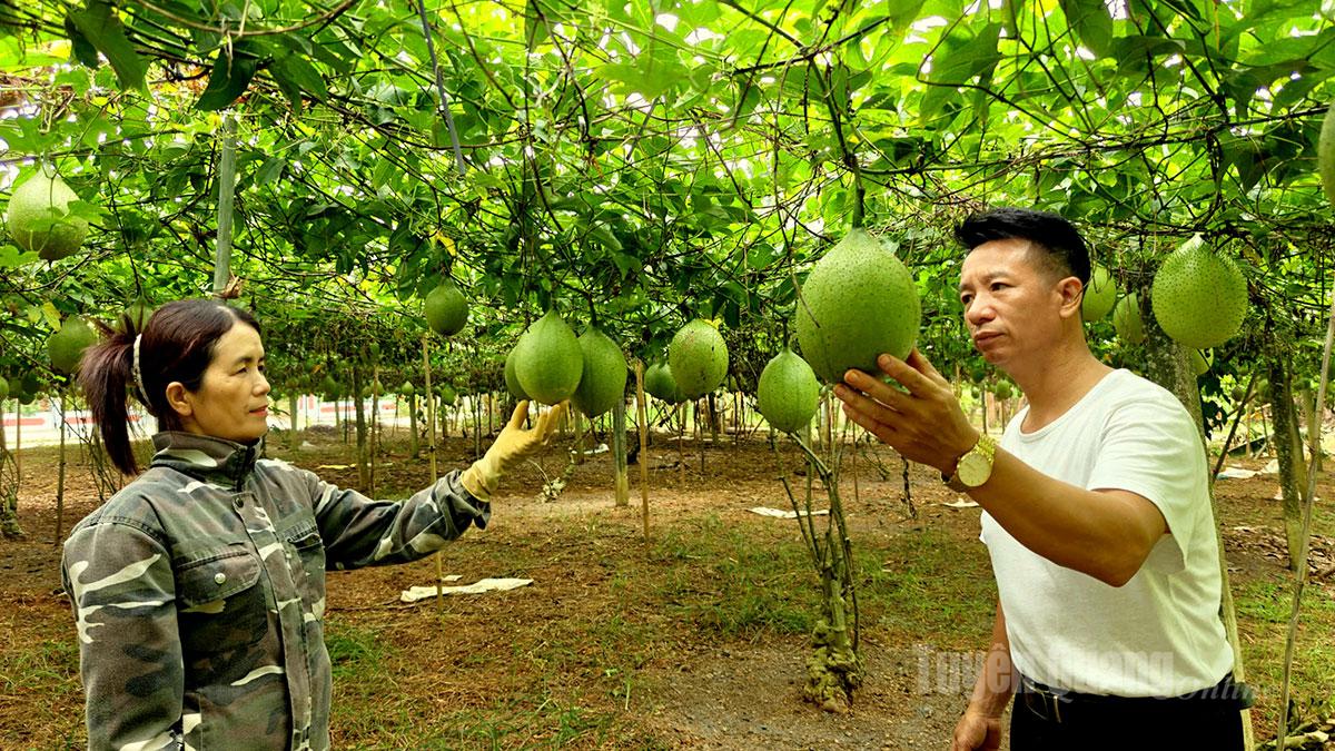 Members of the cooperative as well as visiting farmers who come to learn about gac cultivation are warmly guided by Chung. Thanks to their partnership with Chung Tin Cooperative, many households in the commune have seen tangible improvements in their living standards and greater economic stability.