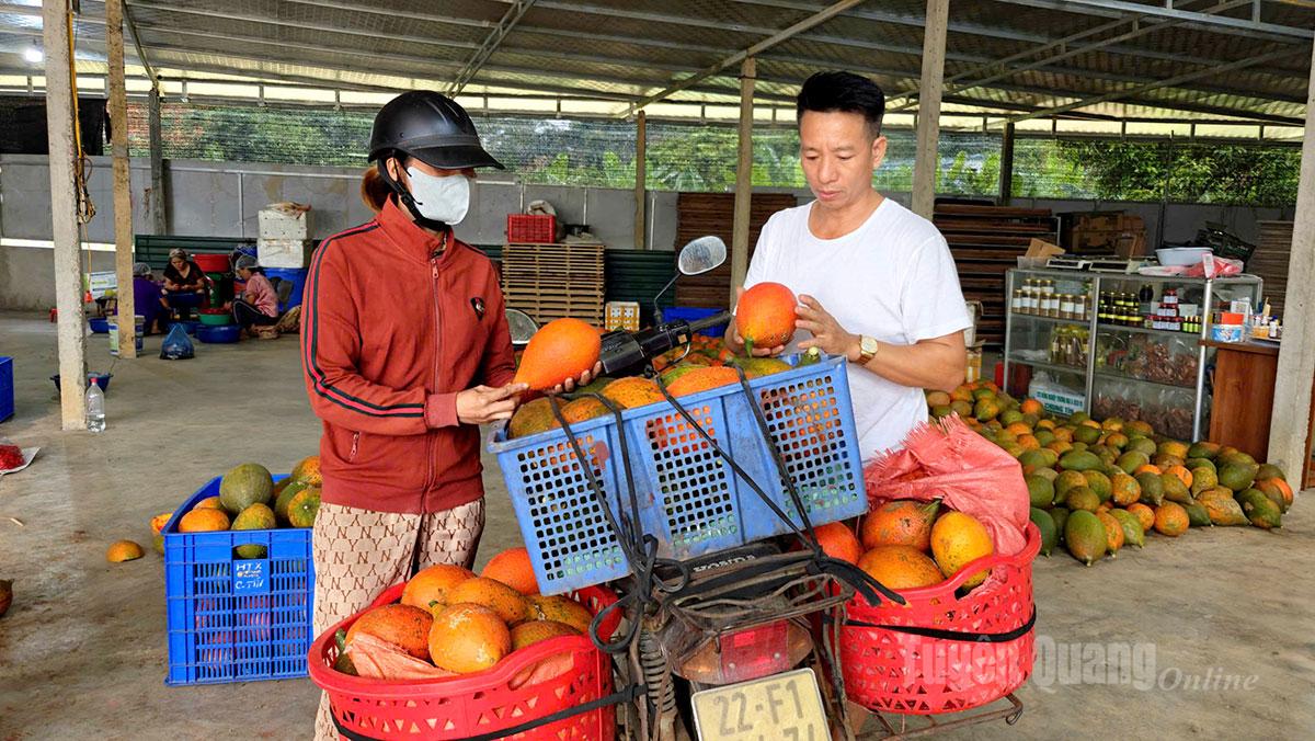 The cooperative purchases gac directly from farmers or sends trucks to collect fruit according to schedule. This year’s farm-gate price ranges from VND12,000 to VND15,000 per kilogram, with higher prices expected during the period leading up to Tet.