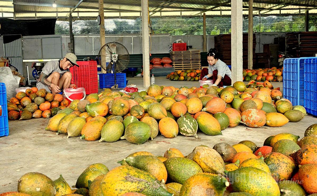 After collection, gac is transported to the processing facility, where it is sorted and the seeds are separated.