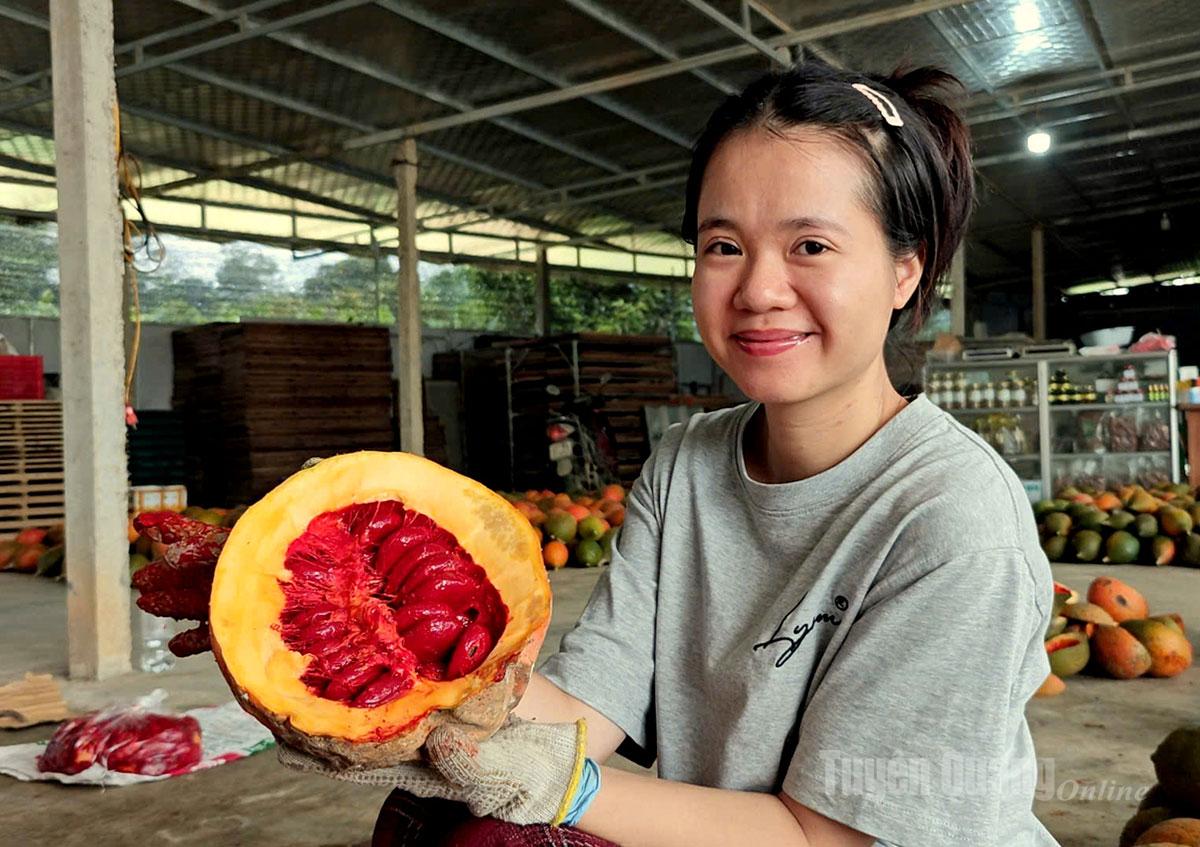 Gac produced by Chung Tin Cooperative is a high-oil hybrid variety, featuring bright red arils and a natural fragrance.