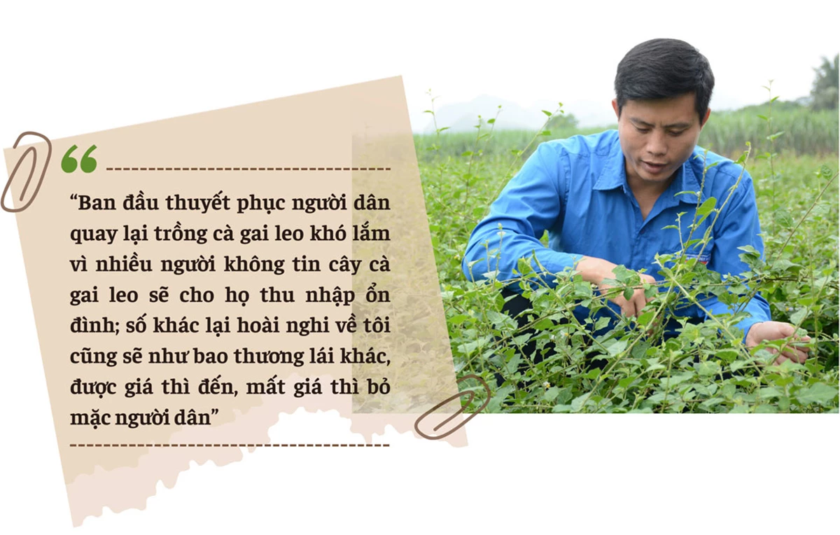 Anh Bùi Văn Hoàng, Giám đốc HTX Dịch vụ sản xuất, chế biến Nông lâm nghiệp Hợp Hòa trải lòng trên hành trình vực dậy cây cà gai leo