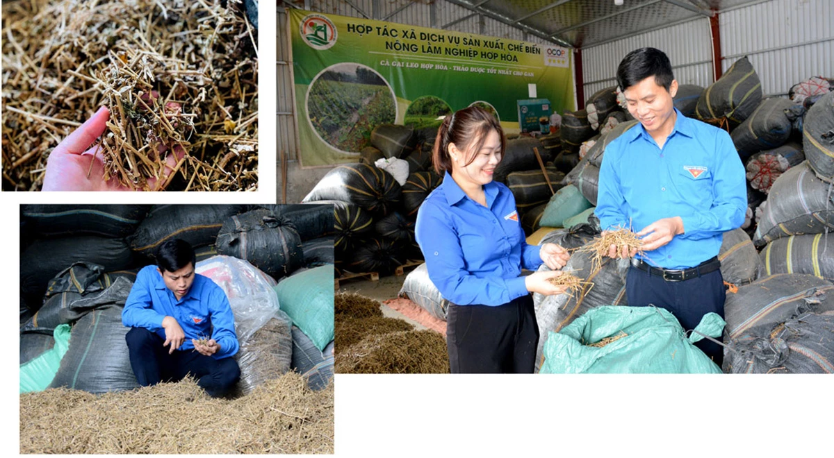 Anh Bùi Văn Hoàng là điển hình thanh niên vươn làm giàu trên chính mảnh đất quê hương.