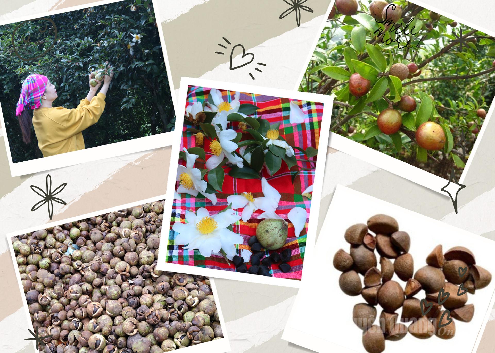 Sản phẩm chính của cây sở là hạt, được ép để làm dầu ăn hoặc nguyên liệu cho công nghiệp mỹ phẩm, dược phẩm.