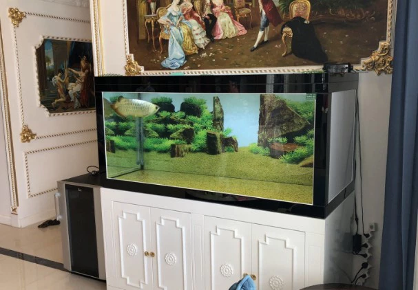 Hồ cá rồng Kim Long nên có chiều dài từ 1,5 m - 2m