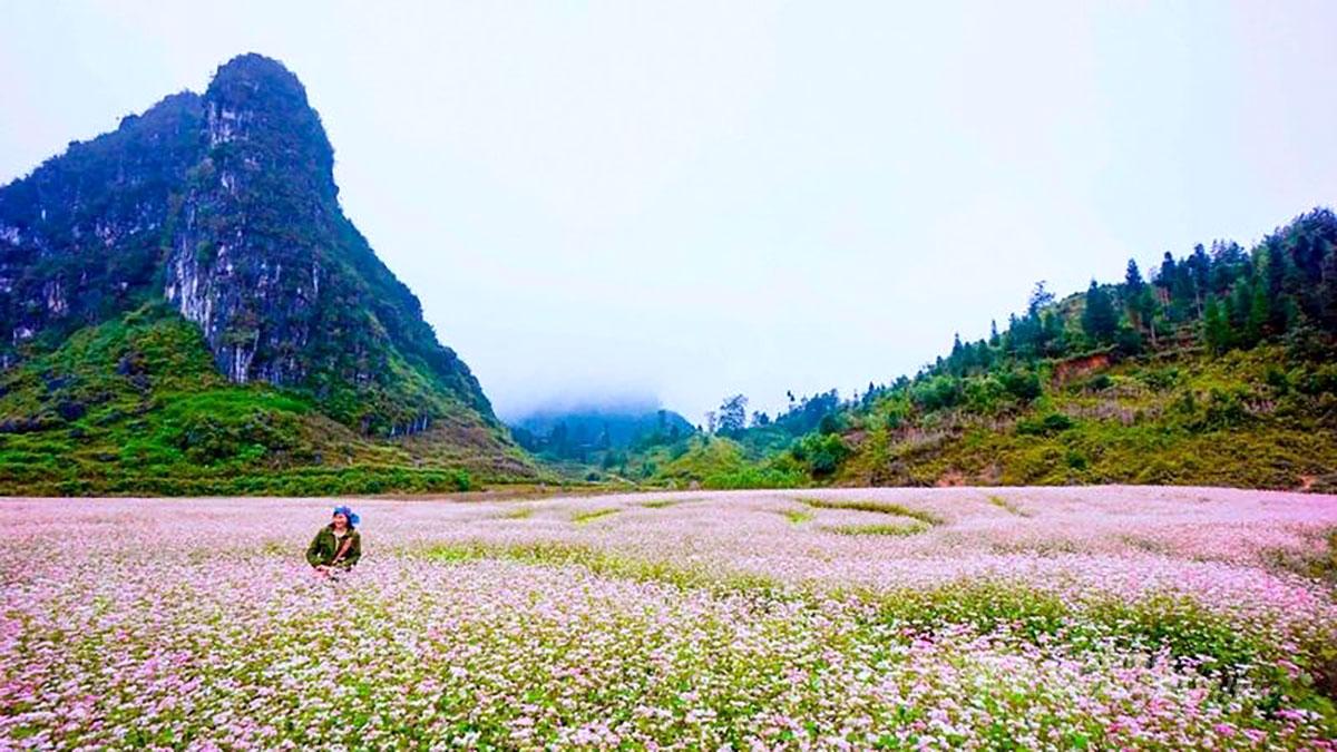 Hoa Tam giác mạch trên vùng cao nguyên đá của tỉnh Tuyên Quang đang độ nở đẹp.