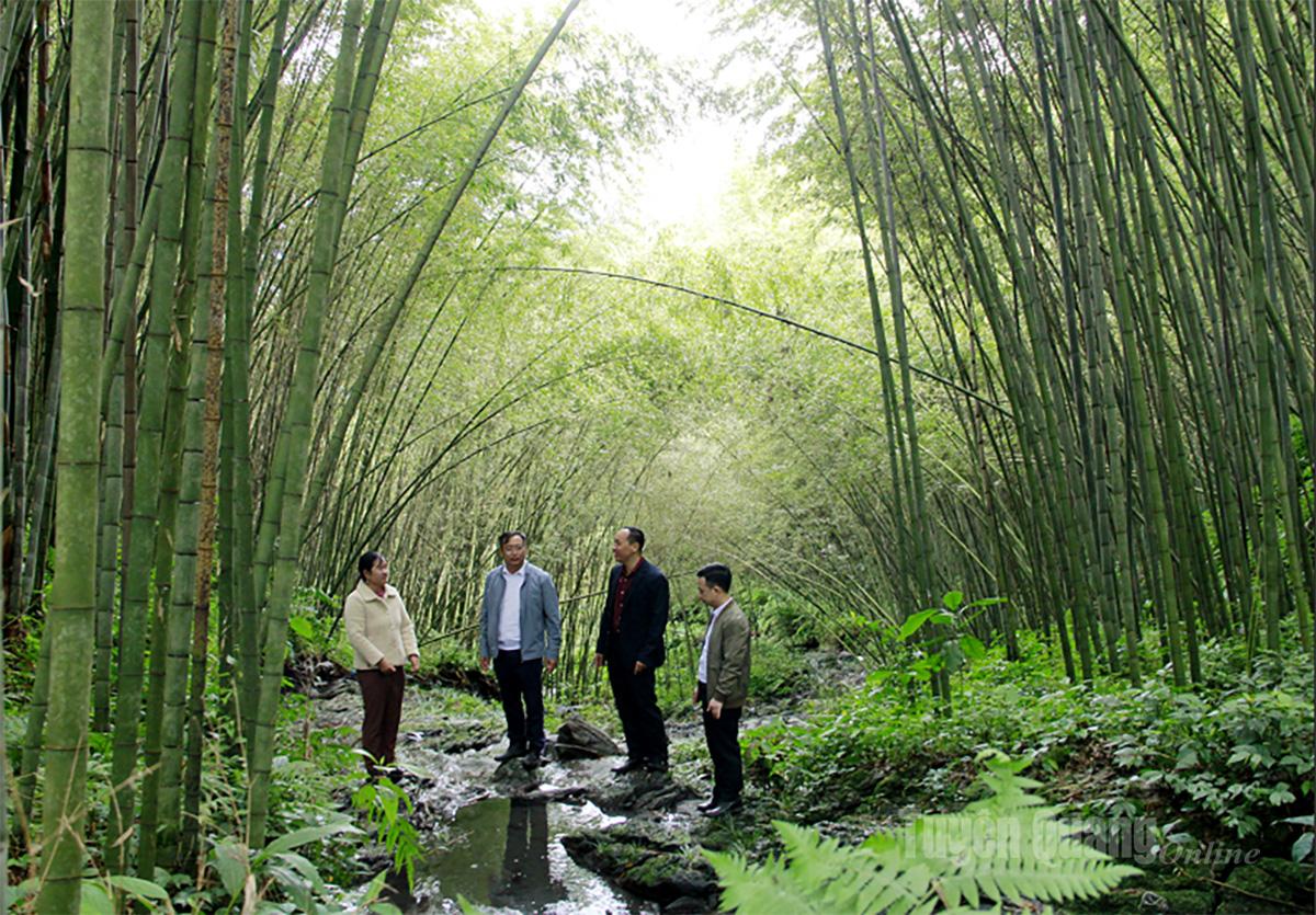 The Provincial Tourism Association surveys and develops bamboo forest exploration route on the Karst Plateau