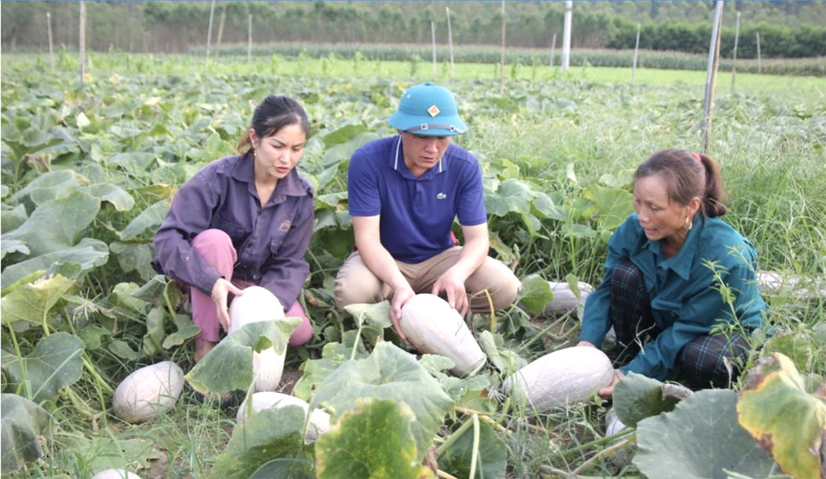 Mô hình liên kết trồng rau củ quả xuất khẩu của anh Phạm Văn Tuấn, xã Tân Thanh.