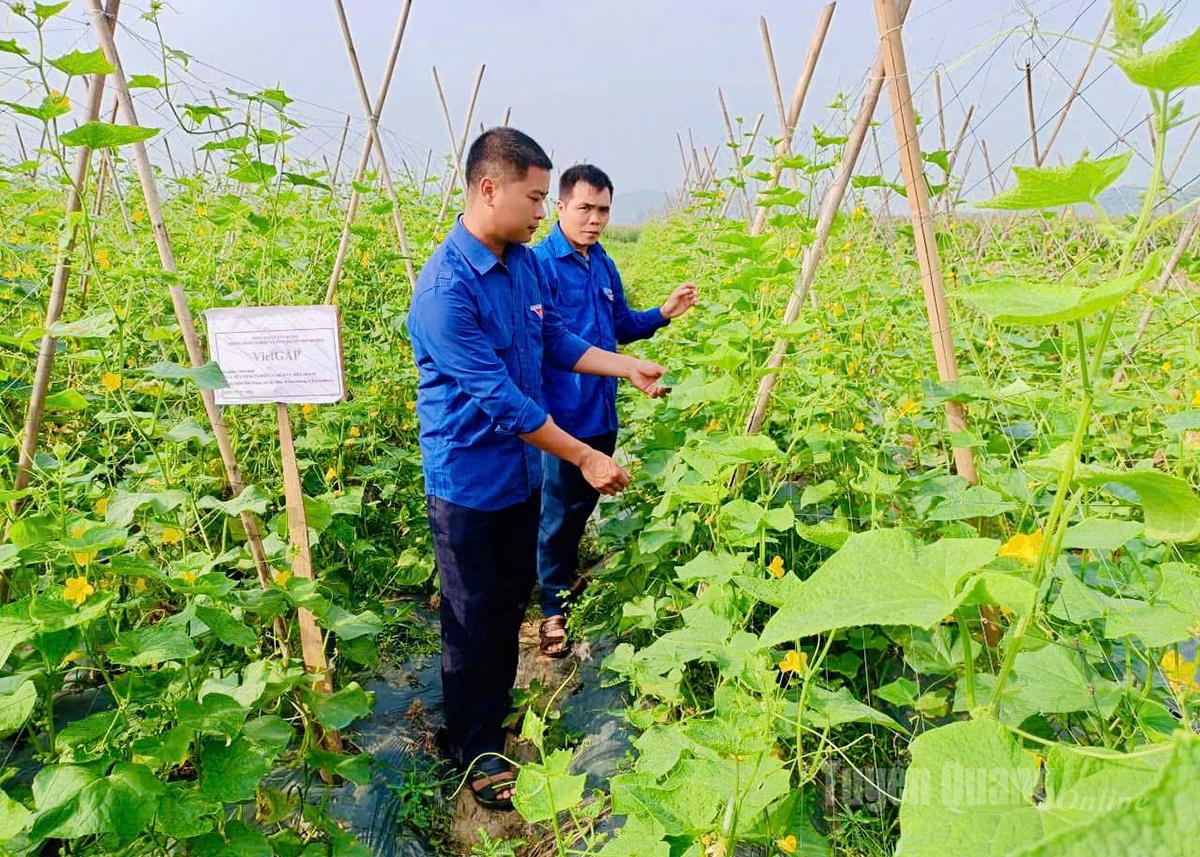 The vegetable and fruit farming model of Youth Union members Bui Truong Linh and Nguyen Van Cong in Binh Ca Commune generates over VND270 million per year.