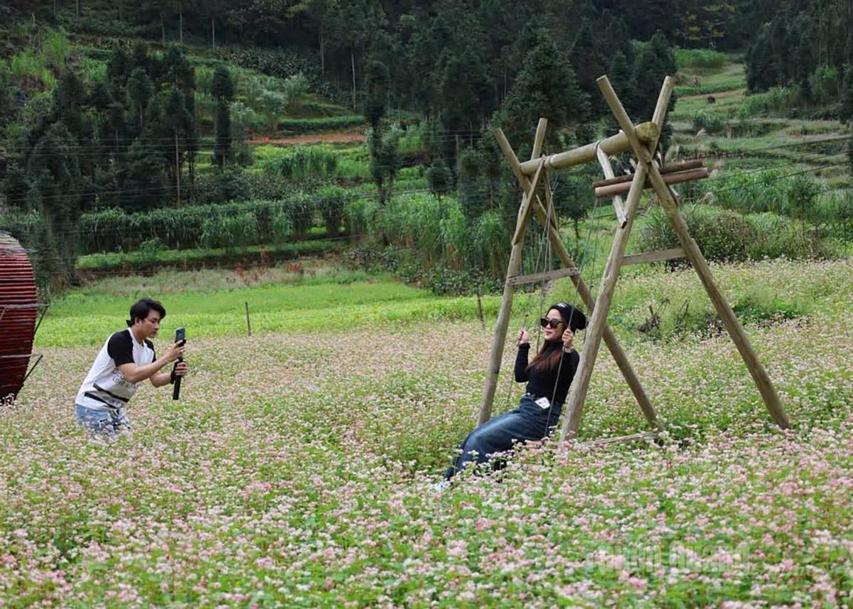 Visitors enjoy the blooming buckwheat flowers in Dong Van Commune.