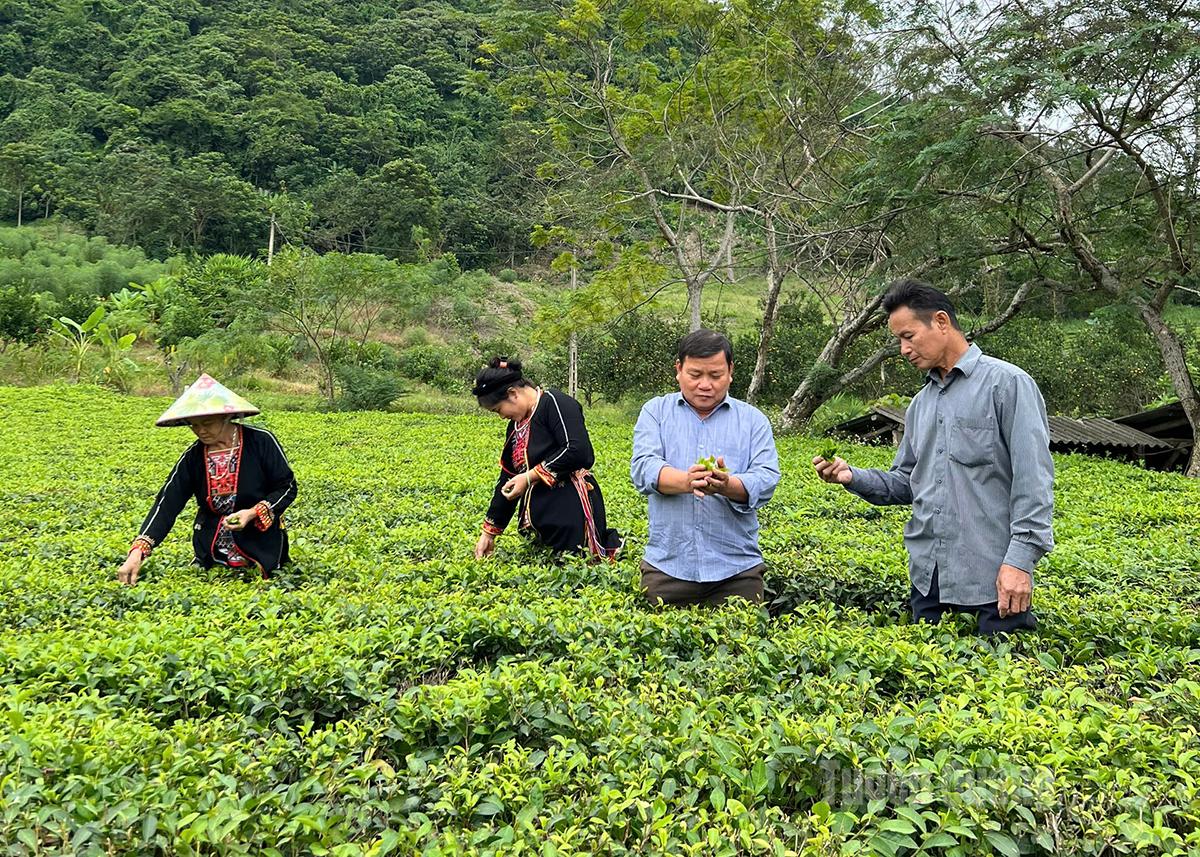 Ông Bích (ngoài cùng bên phải) thăm vườn chè của người dân trong thôn.